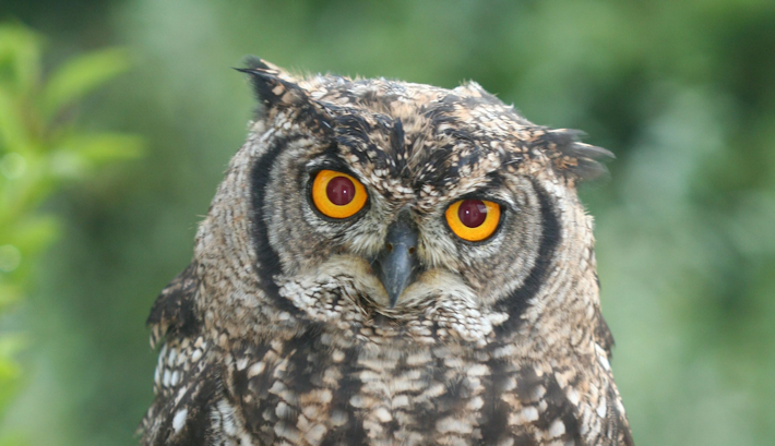 Spotted eagle owl